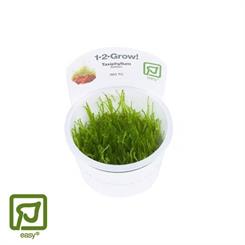 Taxiphyllum barbieri 1-2-grow - Javamos - Bogar Moss